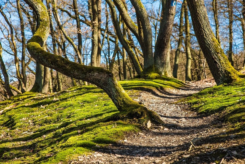 Nature Trail Mindfulness